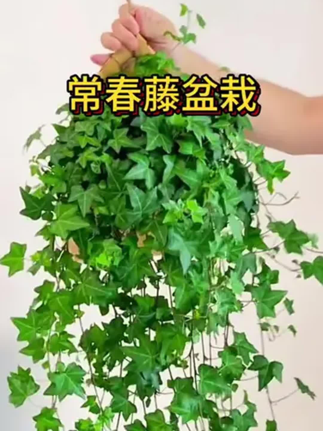 常春藤 阳台与室内的绿色诗意