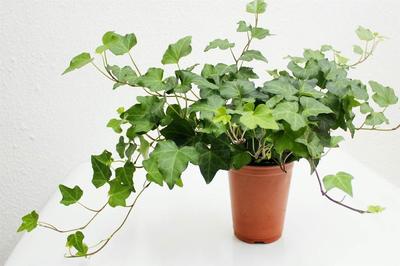 深圳花卉租赁 常春藤吸甲醛功能探秘