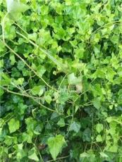 常春藤 绿意盎然的室内美学与自然守护者