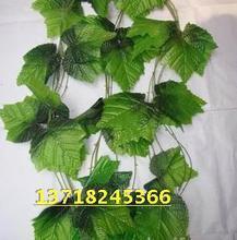 大叶常春藤 室内绿植优选，最新产品与养护全攻略